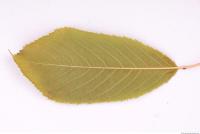 Photo Texture of Leaf 0079
